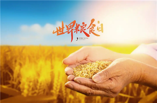 大國糧倉裝滿優(yōu)質(zhì)糧——寫在世界糧食日到來之際