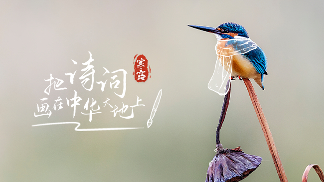 今日寒露｜露染山河，秋意濃，一起把詩(shī)詞畫(huà)在中華大地上！