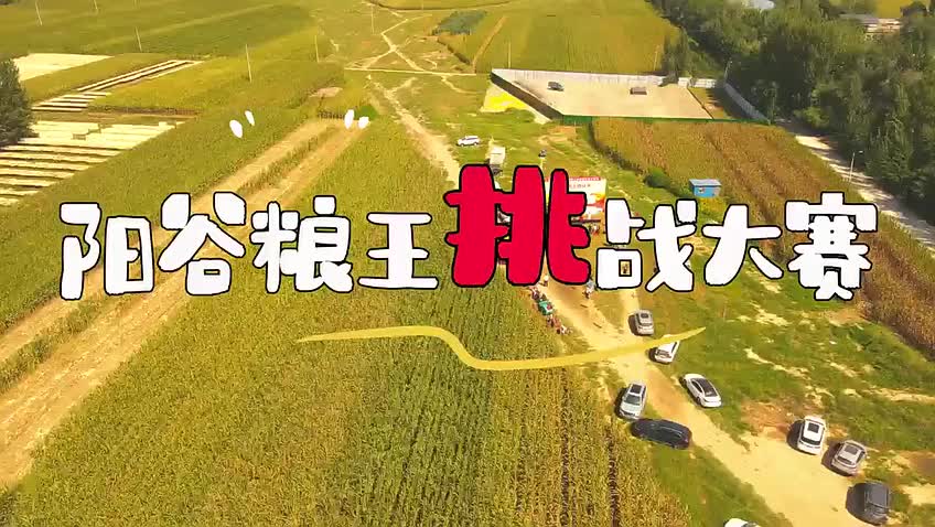 聊城市陽谷縣：黃河故道上爭“糧王”