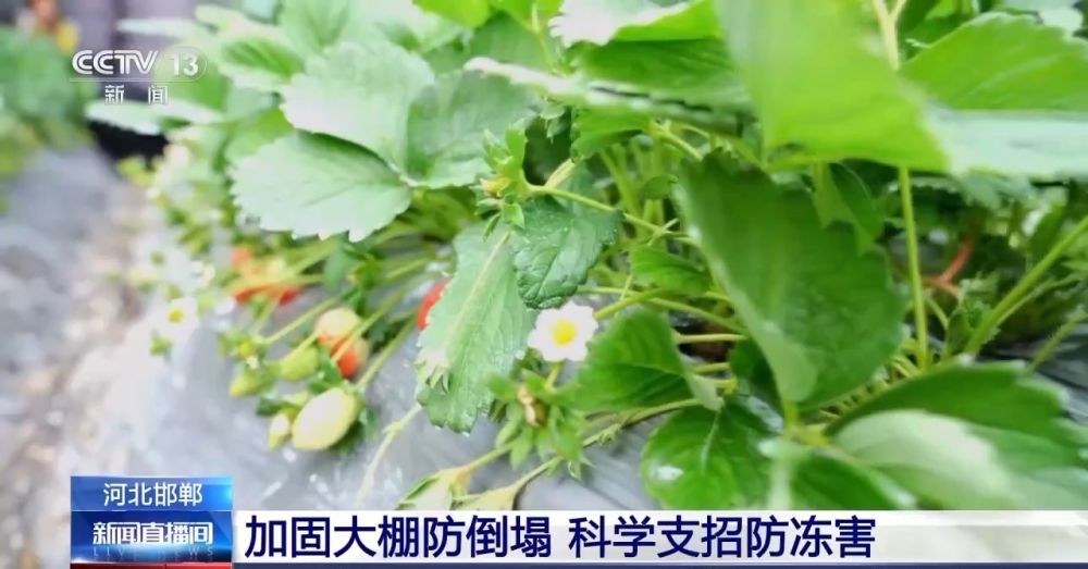 “菜籃子”量足價(jià)穩(wěn)！從田間到超市 多方發(fā)力保供穩(wěn)價(jià)