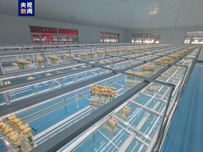 我國(guó)首批航天耐鹽堿馬鈴薯進(jìn)入品種選育階段