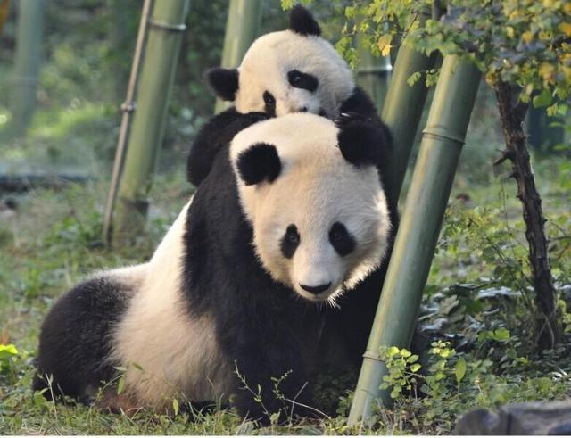 我國大熊貓、古樹名木保護(hù)成效顯著