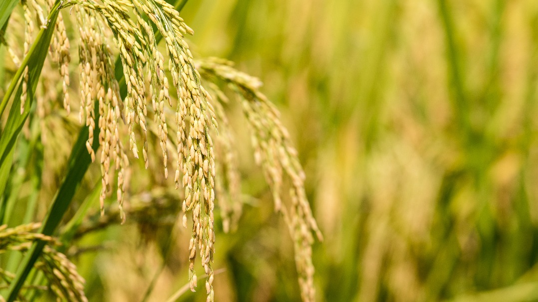 我國糧食安全形勢怎么樣？產量增、結構優(yōu)、儲備足！