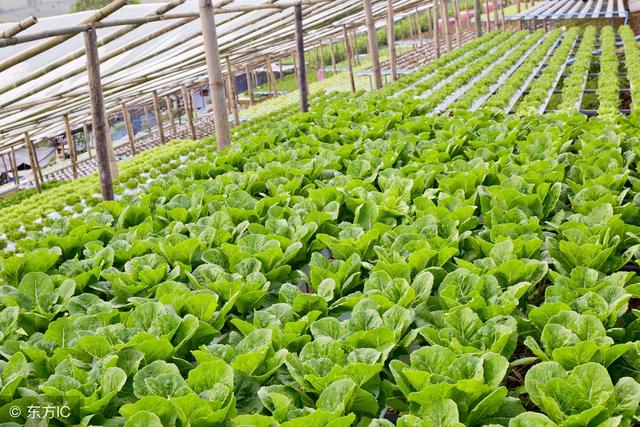 我國農(nóng)業(yè)植物新品種權(quán)授權(quán)量突破3萬件