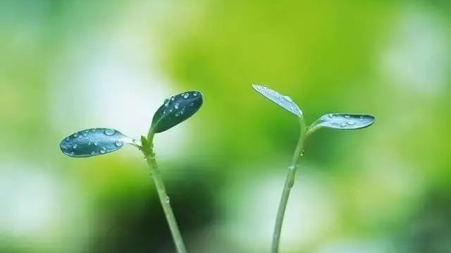 節(jié)令之美·雨水｜19日12時(shí)13分雨水：東風(fēng)散為雨，雨潤(rùn)杏花開(kāi)