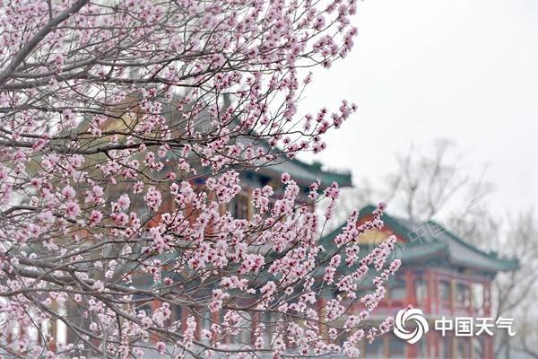 春至長城！全國入春進程圖出爐 華北多地提早邁入春天門檻