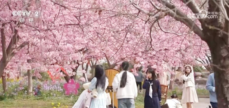 春日中國(guó)活力無限 “賞花+”模式升溫成為促發(fā)展新引擎
