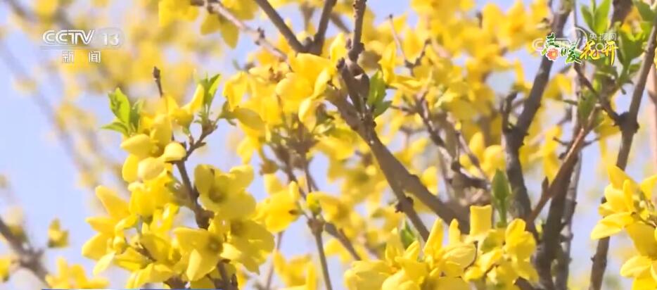 花開錦繡、萬物繁華 跟隨鏡頭走進如畫般的春色里