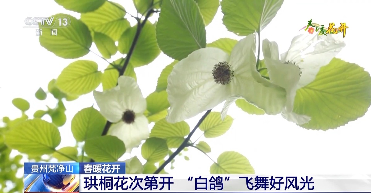 春暖花開！去各地感受姹紫嫣紅的繽紛爛漫