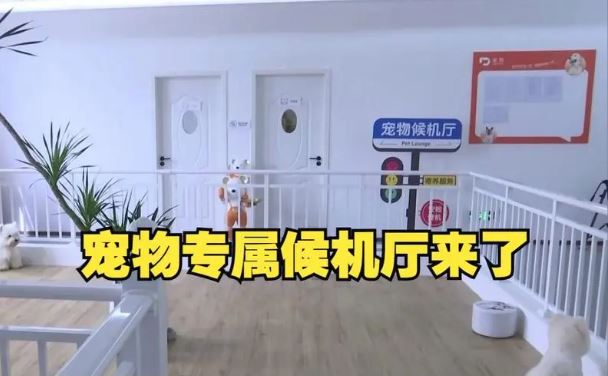全國(guó)首家寵物候機(jī)廳啟用