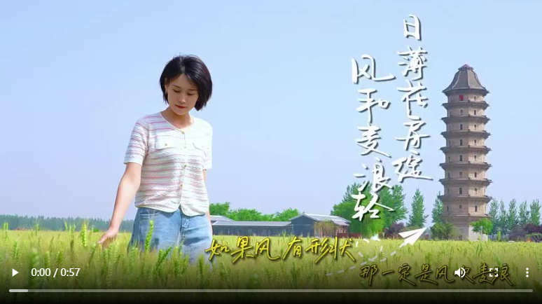 聊城臨清市：日薄花房綻 風和麥浪輕