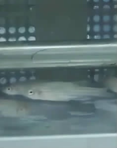 中國“太空養(yǎng)魚”項目進展順利 “魚航員”狀態(tài)良好