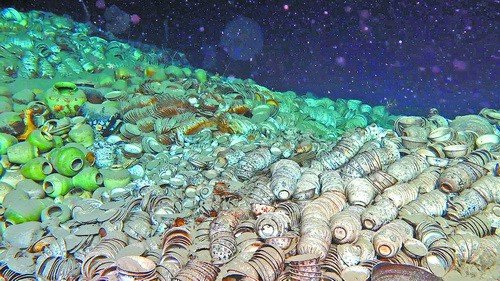 南海西北陸坡一號(hào)、二號(hào)沉船遺址提取文物928件（套）