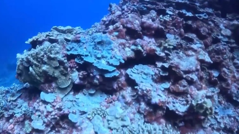 媲美大堡礁！黃巖島活珊瑚平均覆蓋度為28.6%