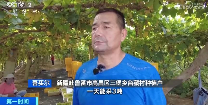 嘎嘎甜！吐魯番的葡萄熟了 計(jì)劃銷(xiāo)售500000噸