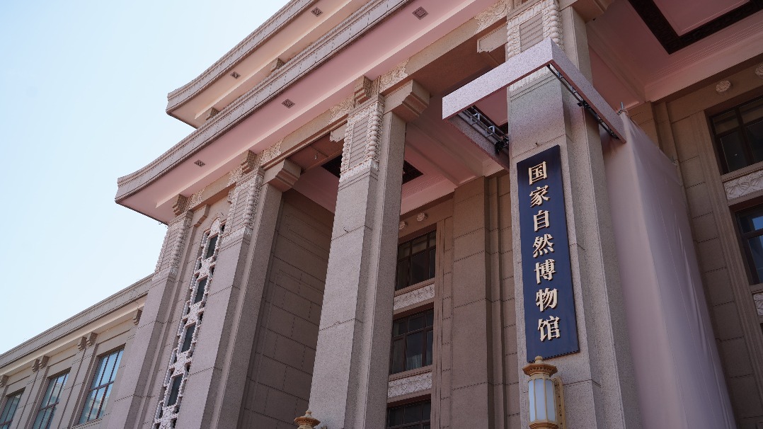 國家自然博物館新館計劃于2029年試運營 抹香鯨標(biāo)本將亮相