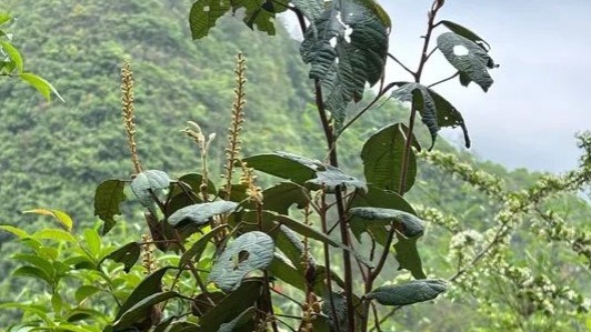 我國(guó)科研人員在貴州發(fā)現(xiàn)新物種