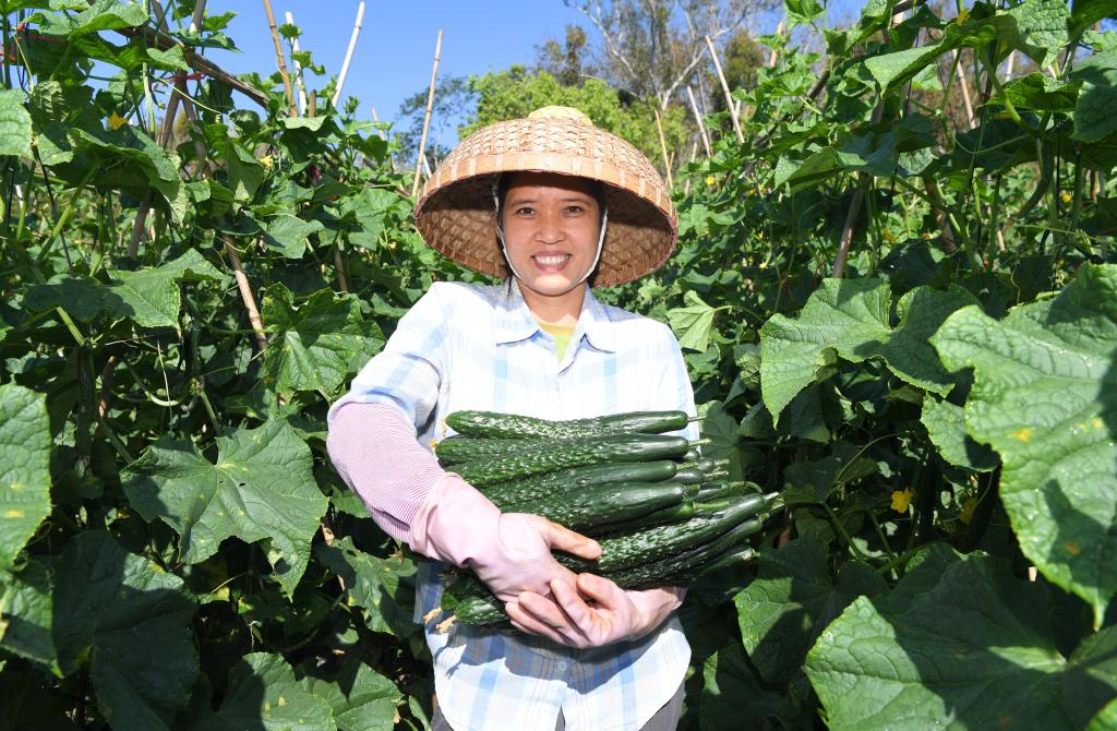 人勤春來早！全國多地農(nóng)業(yè)生產(chǎn)一線見聞