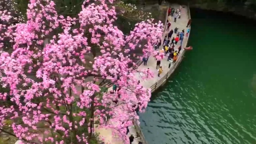 低空賞花爆火 走！一起打飛的賞花去