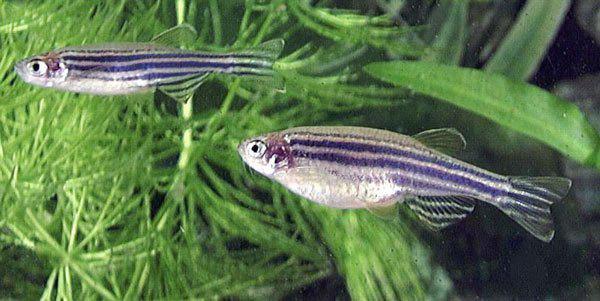 渦蟲、斑馬魚、鏈霉菌等“上天” 太空實(shí)驗(yàn)“上新”探尋生命密碼