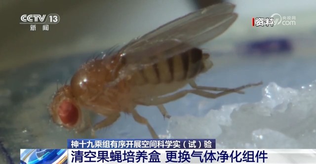 中國(guó)空間站首批在軌繁育果蠅即將返回地球 有望獲得多項(xiàng)科學(xué)成果