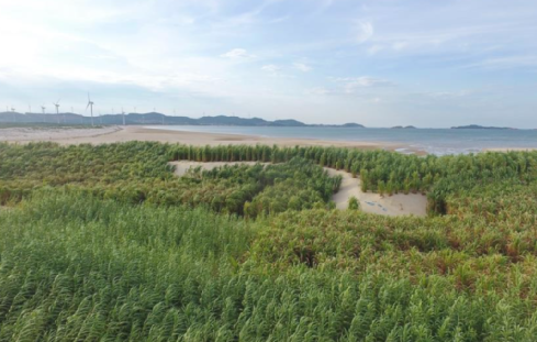 福建農(nóng)林大學(xué)菌草治沙團(tuán)隊(duì)——“菌草鐵軍”的山海情