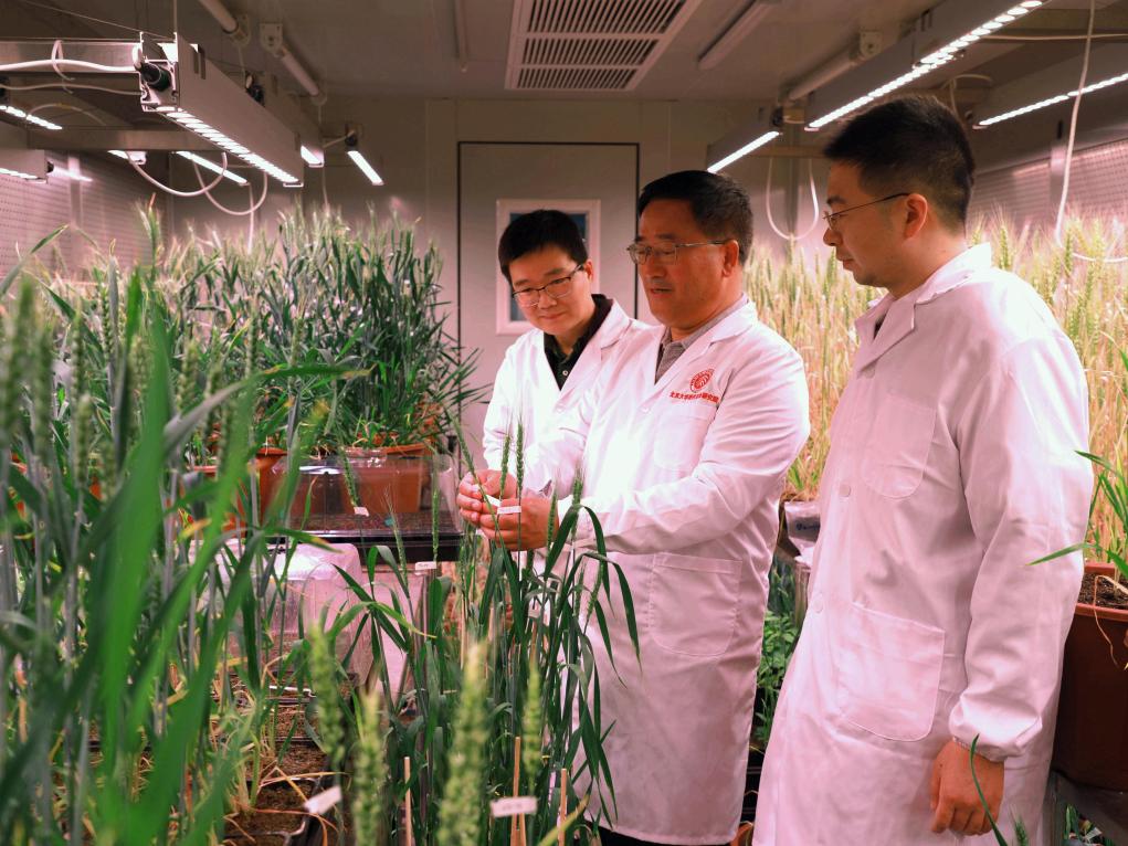 中國(guó)科學(xué)家成功“拼”出小麥完整基因組“拼圖”