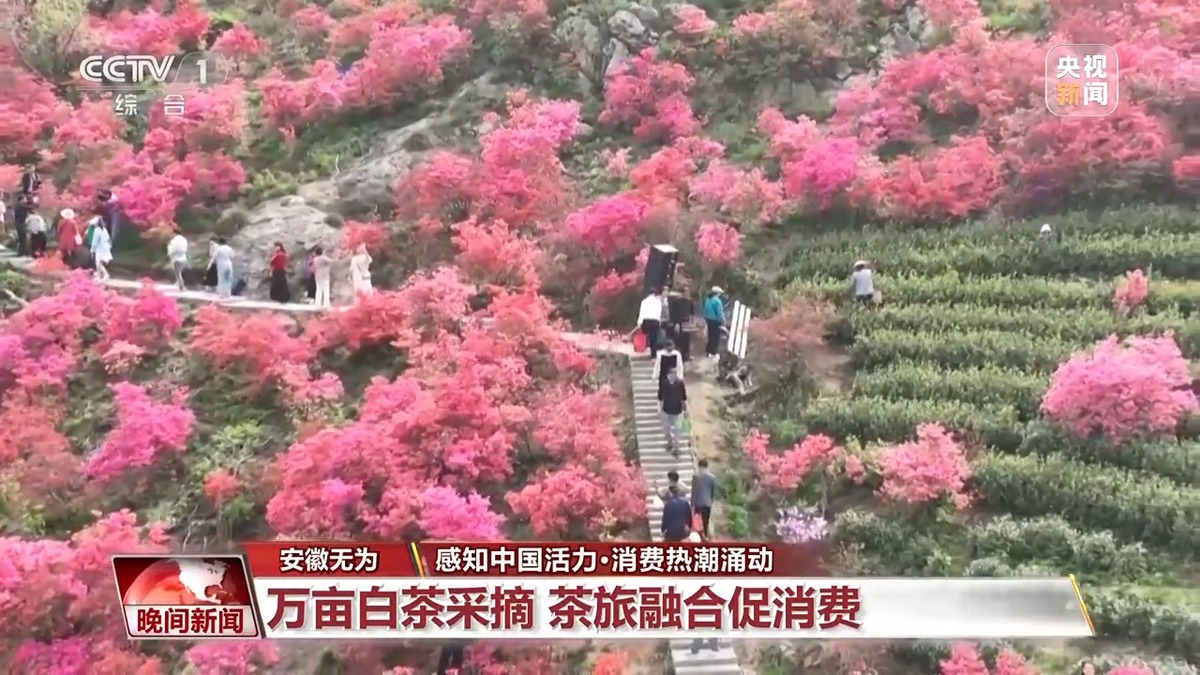茶區(qū)變景區(qū)、森林開派對……消費場景“花樣”上新！