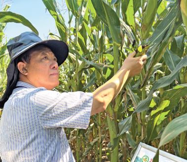 吉林農(nóng)業(yè)大學教授劉景圣潛心玉米保質減損和精深加工研究——  做好一穗玉米的“后半篇文章”