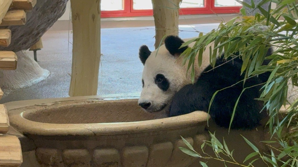 大熊貓“荷風(fēng)”“蘭韻”正式亮相奧地利美泉宮動(dòng)物園