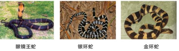 小心！蛇出沒……被蛇咬了該咋辦？正確處理方式你知多少？
