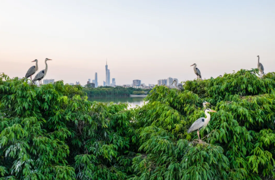 72→202種！這片城市濕地讓鳥兒“用腳投票”