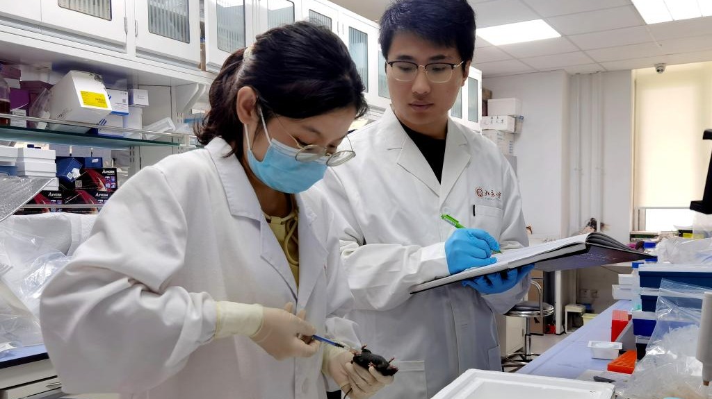 中國科學家找到治療子宮腺肌癥新靶點新方法
