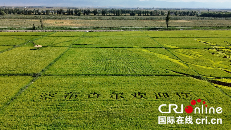 治水興水看新疆丨稻田上繪就鄉(xiāng)村振興新畫卷