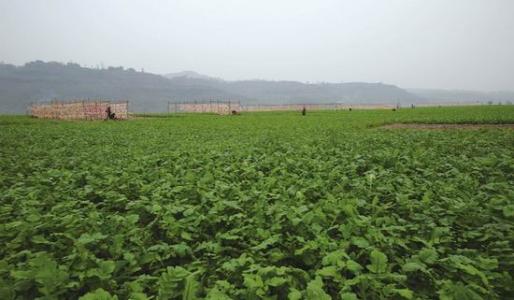 到2020年山東蔬菜播種面積基本穩(wěn)定在3200萬(wàn)畝