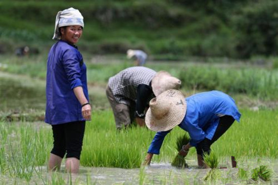 芒種節(jié)氣的冷知識(shí)：為何要“安苗”、吃青梅？