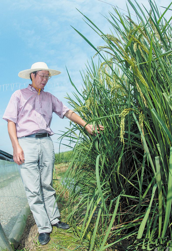 湖南長沙縣高產“巨人稻”試種成功，預計畝產突破一噸
