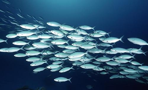 魚類進化時間軸或?qū)⒅匦陆?gòu)