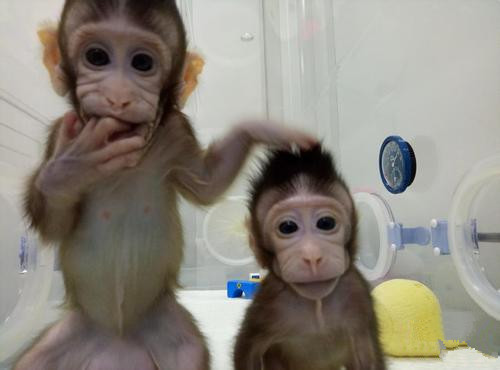 世界生命科學(xué)重大突破！ 兩只克隆猴在中國(guó)誕生